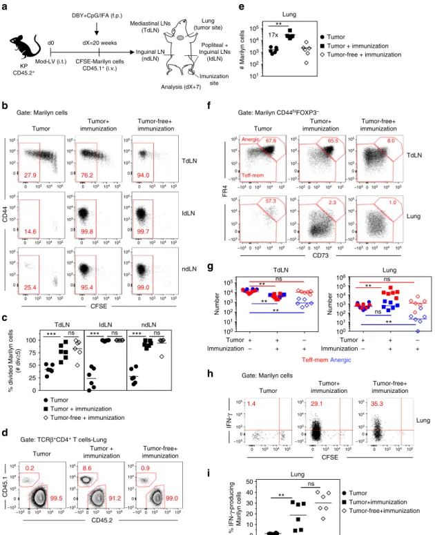 Fig. 9 Priming of tumor Ag-speci ﬁ c naive CD4 + T cells at distant site from the tumor restores their effector functions