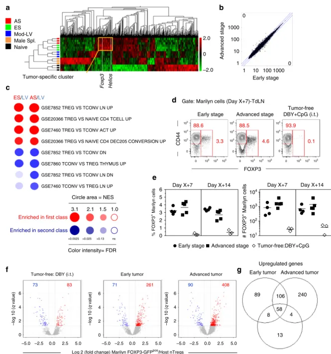Fig. 2 Activated tumor Ag-speci ﬁ c CD4 + T cells display a Treg phenotype. a – c Gene expression pro ﬁ le of FACS-puri ﬁ ed total Marilyn cells harvested 7 days after transfer from the TdLN of mice bearing ES or AS tumors
