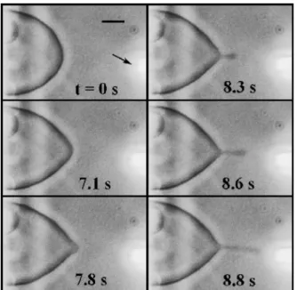 FIG. 4 (color online). Time evolution of the vesicle deforma- deforma-tion, measured in front of the pipette, for an injection limited to the time interval between the vertical dashed lines