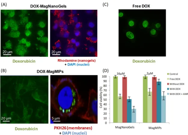 Figure 5. Confocal imaging of tumor cells (PC-3) having internalized (A) MagNanoGels-37.5 wt% (2  h incubation at [Fe] = 2 mM and [DOX] = 16 μM) and (B) DOX-MagMIPs nanoparticles (2 h incubation  at [Fe] = 2 mM and [DOX] = 1.3 μM