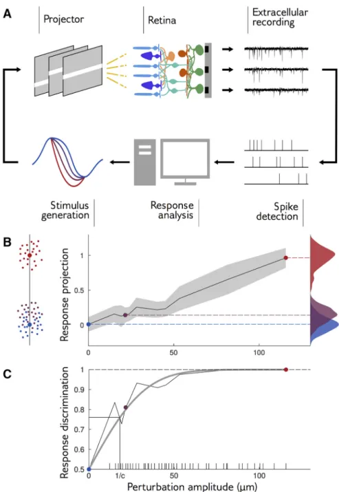 Figure 3. Closed-loop experiments to probe the range of stimulus sensitivity. A, Experimental setup: we stimulated a rat retina with a moving bar