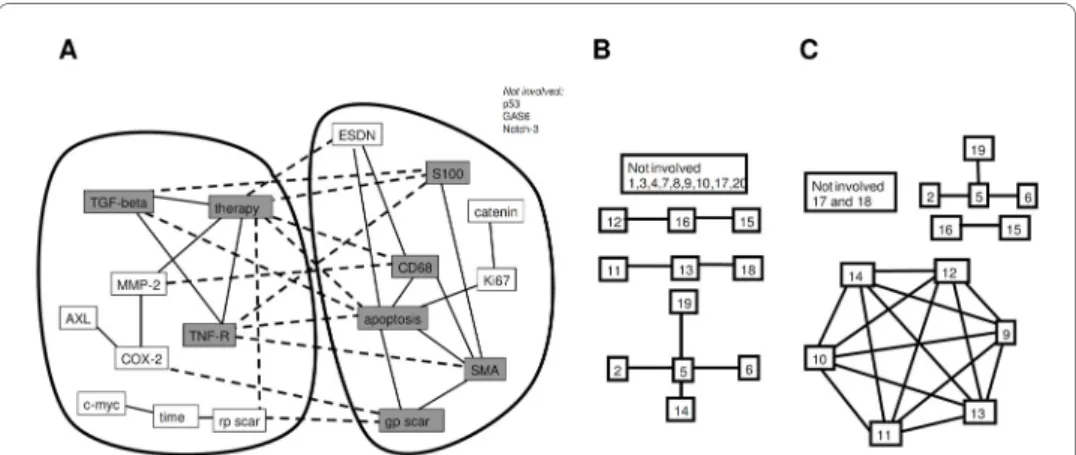 Figure 2 Correlation networks and their analysis in a fictive model system. 2A: Depiction of the collabor- collabor-ative network in the cell infiltrate using significant Spearman's correlation coefficients (p < 0.05)