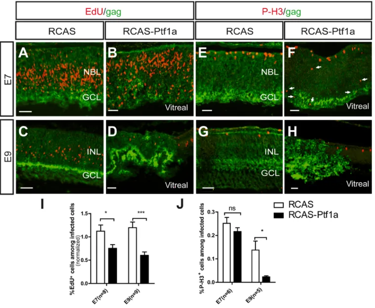 Fig. 2: Effects of Ptf1a mis/overexpression on retinal progenitor cell proliferation.