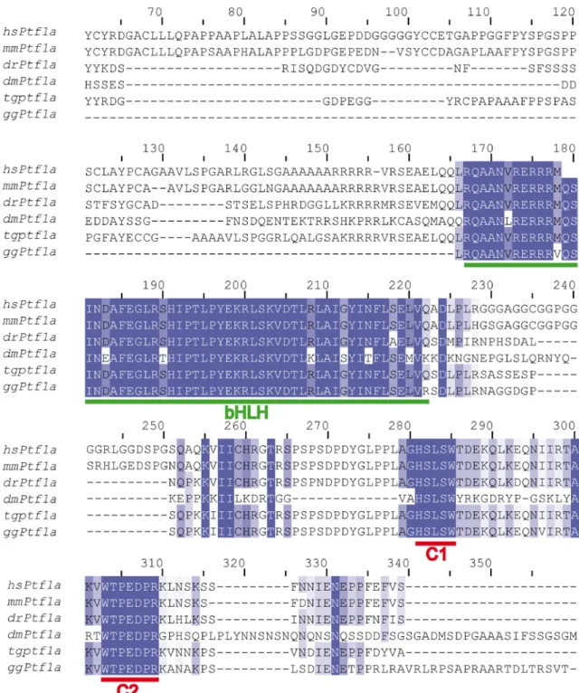 Fig. S1: The partial chick Ptf1a protein sequence.  