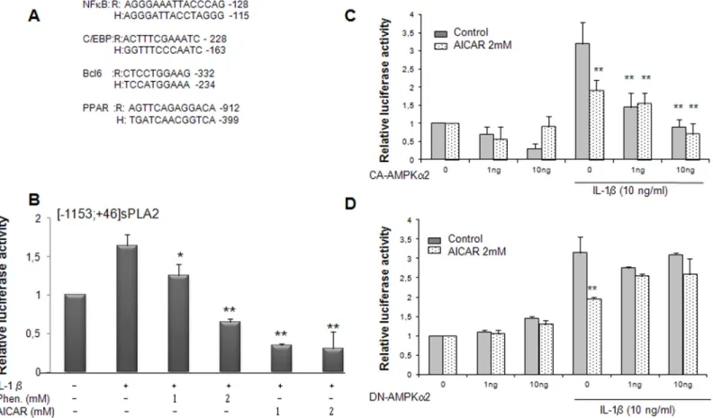 Fig 4. Phenformin, AICAR and overexpression of the AMPK α 2 subunit inhibit the sPLA2 IIA gene promoter activity in VSMCs