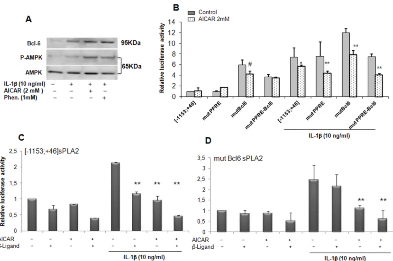 Fig 5. sPLA2 gene promoter inhibition is independent of the BCL-6 binding site in VSMCs