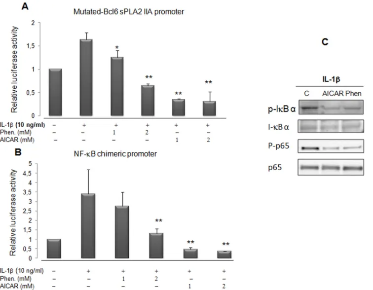 Fig 6. Phenformin and the activator of AMPK repress the sPLA2 gene promoter activity through NF- κ B binding sites and inhibit IL-1 β -induced NF- NF-κ B activation