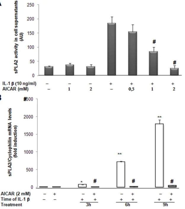 Fig 2. AICAR modulates IL-1 β -induced sPLA2 activity and sPLA2 IIA mRNA expression in rat VSMCs