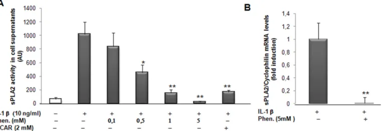Fig 3. Effect of phenformin and AICAR treatment on sPLA2 activity and gene expression in rat VSMCs