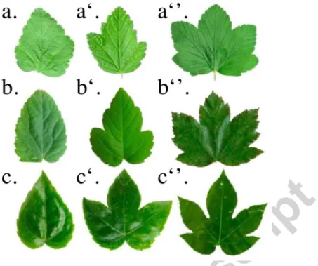 Figure 10: Fold-and-cut leaves from different phylogenetic origins have the similar traits of leaf shapes