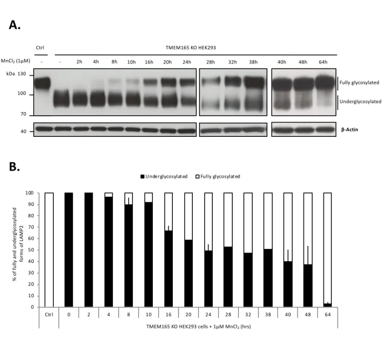 Figure 1: Time course of the Mn 2+ induced LAMP2 glycosylation rescue. A. Control and TMEM165 KO HEK293 cells were cultured with 1µM MnCl 2 during the indicated times