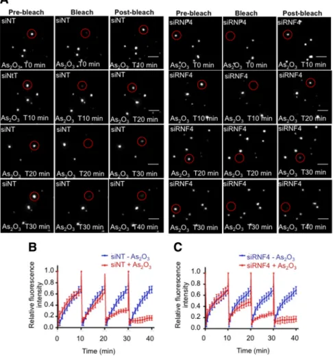 Figure 8. Effect of RNF4 on PML mobility during arsenic treatment. (A–C) RNF4 does not affect PML mobility during arsenic  treat-ment