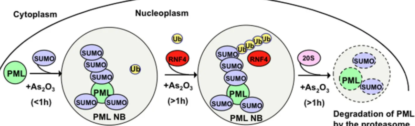 Figure 10. Model for the subnuclear trafficking of PML and RNF4 in response to arsenic