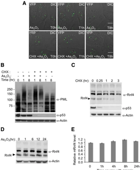 Figure 4. Inhibition of RNF4 synthesis blocks arsenic-induced PML degradation. (A and B) Arsenic fails to induce the degradation of PML when protein translation is inhibited.