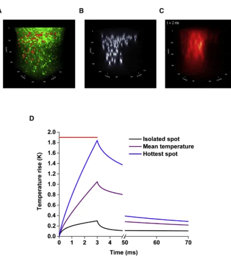 Figure 3. Simulated Temperature Rise Pro- Pro-duced by Multiple Holographic Spots at the Photostimulation Conditions Necessary to Evoke In Vivo Action Potential