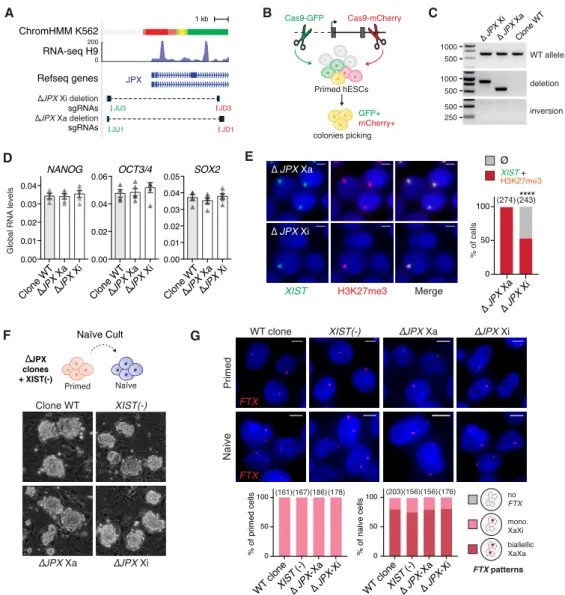 Figure S4: XIST expression requires a functional JPX allele in cis, related to Figure 4  (A) Map of the JPX 5’ region, with various promoter features indicated, such as the chromatin 