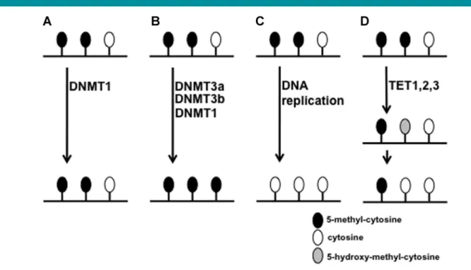 Figure 1. Overview of the DNA methylation and demethylation pathway. (A) DNMT1 is responsible for the maintenance of DNA methylation during DNA replication