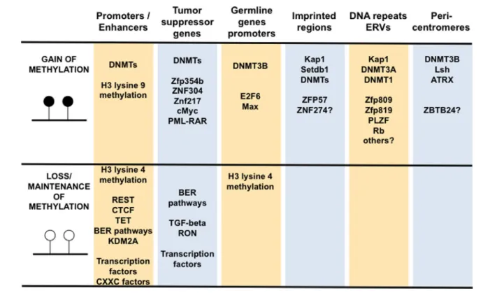 Figure 2. Summary of the nuclear factors and epigenetic marks involved in the maintenance of DNA methylation status in different regions of the genome
