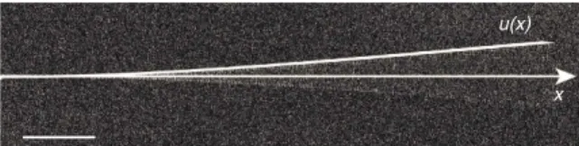 Figure 5 | Piezo-driven vibrational proﬁle. A resonant piezo-drive is being applied to the nanowire while scanning its SE response, yielding to a stroboscopic mapping of its fundamental ﬂexural vibrational mode (scale bar, 20 mm)