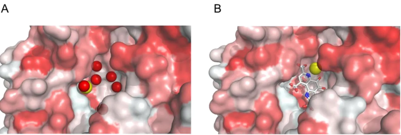 Figure  6.  Representative  views  of  the  opened  and  solvent  accessible  cavities  in  (A)  apo-sGDH  (5MIN)  and  (B)  holo-sGDH  (1C9U)  showing  the  different  positions  of  the  Ca  atoms,  the  network  of  water  molecules  in  the   apo-sGDH 