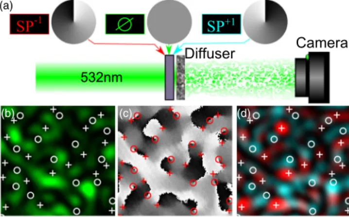 FIG. 1. Experimental generation of complementary speckle patterns. (a) Spiral phase delays of charge −1 and þ1 (SP ∓1 ) are introduced by a spatial light modulator on the beam impinging onto the diffuser