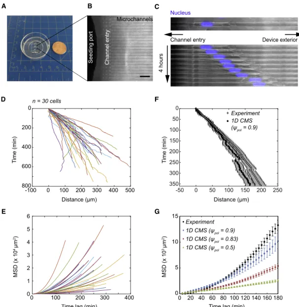 FIGURE 2 Tracking individual glioma cell nuclei in channels reveals persistent migration behaviors