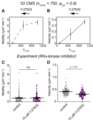 FIGURE 4 Biphasic relationship between velocity and integrin clutch number for simulations and confined glioma cells