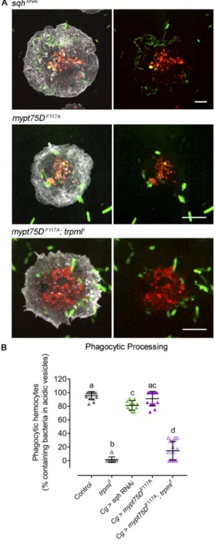 Figure 7. The role of Trpml in phagocytic processing is independent of Myo-II activity