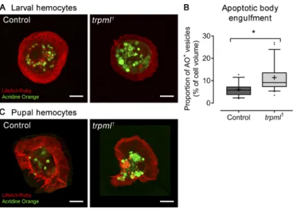 Figure S2. Apoptotic body degradation is Trpml dependent. LifeAct-Ruby– labeled hemocytes were stained with acridine orange to reveal engulfed apoptotic bodies