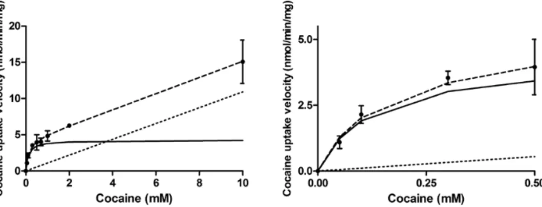 Figure 1.  Passive and carrier-mediated flux of cocaine in hCMEC/D3 cells. A, Total uptake (nmol/min/mg; dashed line) was measured in hCMEC/D3 cells and plotted  against total cocaine concentration in the KH incubation buffer at pH e  7.40