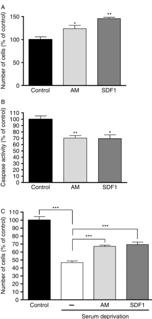 Figure 7 Effects of AM and SDF1 in PC12 cells. (A) Cell number was assessed after 48-h treatment with AM (200 nmol/l) and SDF1 (50 ng/ml)