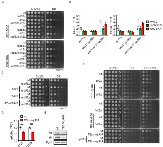 Figure  3.  Separable  influence  of  histone  acetylation  turnover  and  subtelomere  silencing  on  glucose  requirement 