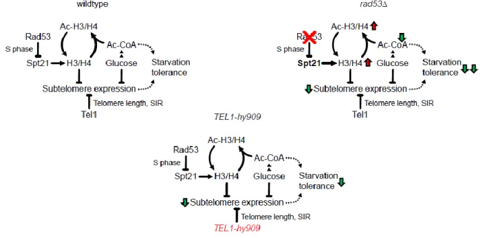 Figure 5. Model 