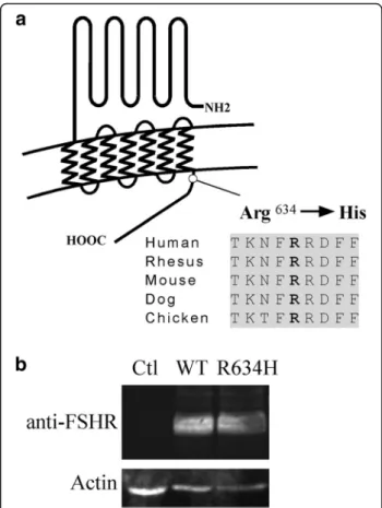 Fig. 2 New FSHR mutation located in the beginning of the cytoplasmic tail and expression level of wild-type and mutated receptor after transfection