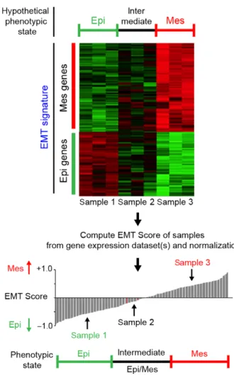 Fig. 3. Schematic diagram illustrating the potential utility of EMT scoring. An EMT score is inferred after interrogating a gene expression dataset for previously published or in-house-generated EMT signatures