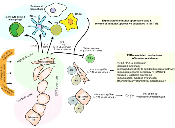 Fig. 1. Cross-talks between carcinoma cells, immunosuppressive cells, and immune effector cells within the tumor microenvironment in controlling antitumor immunity and immune escape.