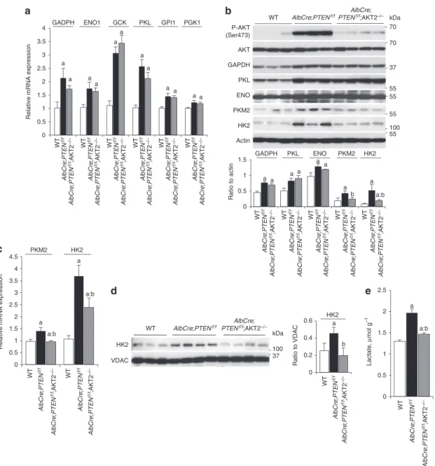 Figure 1 | Akt2 controls expression of specific glycolytic isozymes in PTEN-null liver