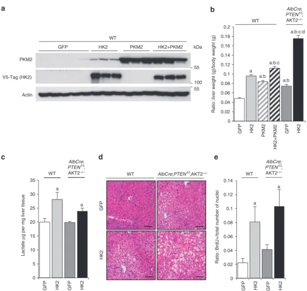 Figure 2 | HK2 and PKM2 glycolytic isozyme expression promotes liver growth. (a) Immunoblot analysis of PKm2 and HK2 protein expression in livers  of mice, 7 days after transduction with indicated adenoviruses