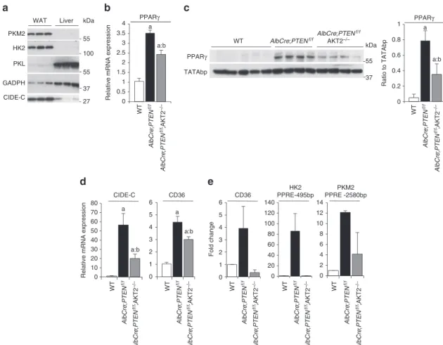 Figure 3 | PPAR γ  controls HK2 and PKM2 expression in PTEN-null liver. (a) Immunoblot analysis of protein expression in liver and WAT tissue of WT  mice