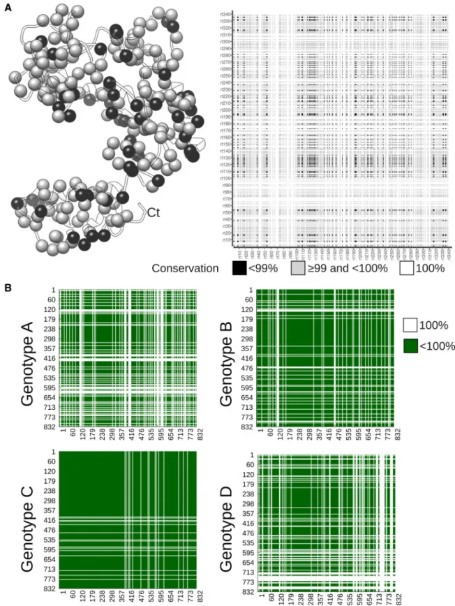 Figure 2. Search space and structural mapping of coevolving positions in the RT domain of HBV Polymerase