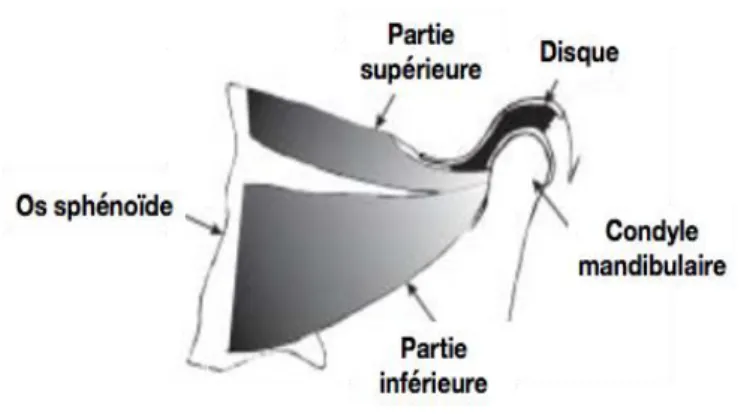 Figure 5 : Le muscle ptérygïdien latéral et ses insertions 