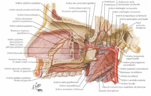 Figure 3 : Vascularisation des cavités nasale et orale supérieure 