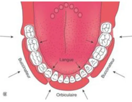 Figure 7 : Le couloir dentaire d'après Château 