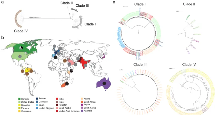 FIG 1 Global distribution of Candida auris clades. (a) Phylogenetic tree of 304 C. auris whole-genome sequences clustering into four major clades