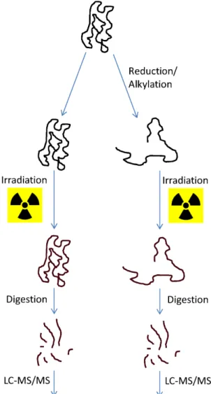 Figure 1. Workflow of the analytical method.
