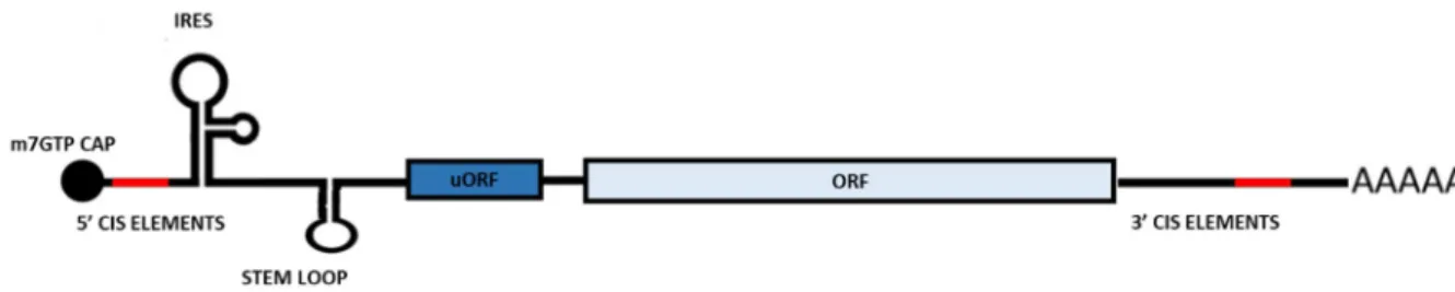 Figure 3. Schematic representation of structural organization of a mature mRNA 