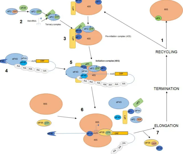Figure 4. Cap-dependent eukaryotic translation initiation 