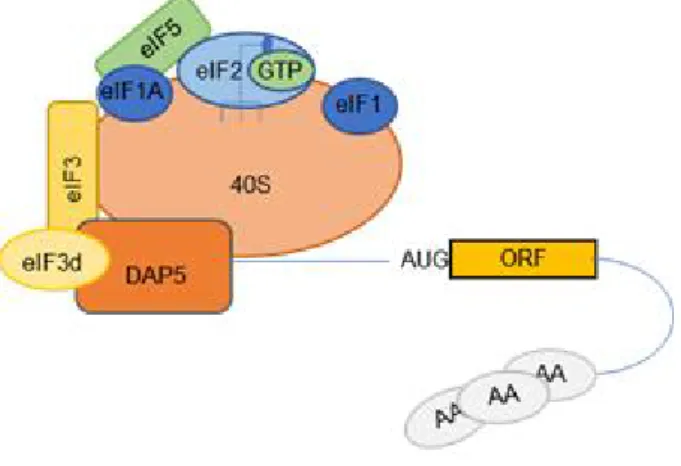 Figure 5. Possible initiation complex formed by eIF3d-DAP5 on 5' cap of the mRNAs  The  eIF3d subunit  of  the  eIF3  complex  is  able  to  interact  with the cap  at  the  5’UTR  of  the  mRNAs and together with DAP5,  homolog of  eIF4G  possibly allows 