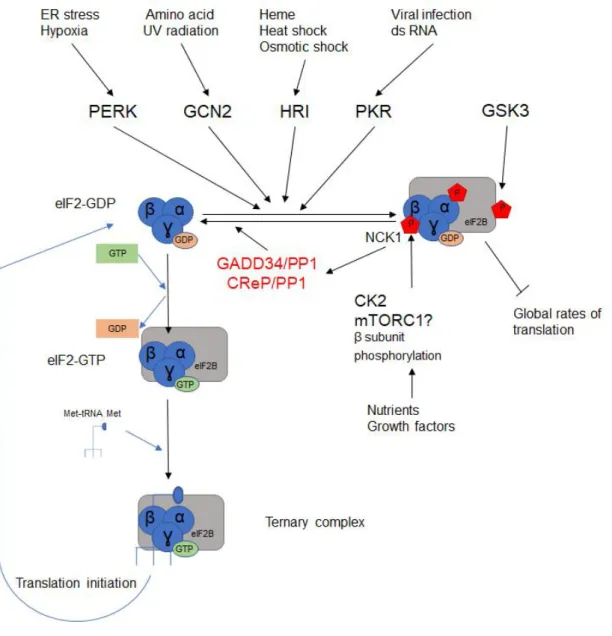 Figure 6. Schematic view of the regulation of Ternary Complex formation 