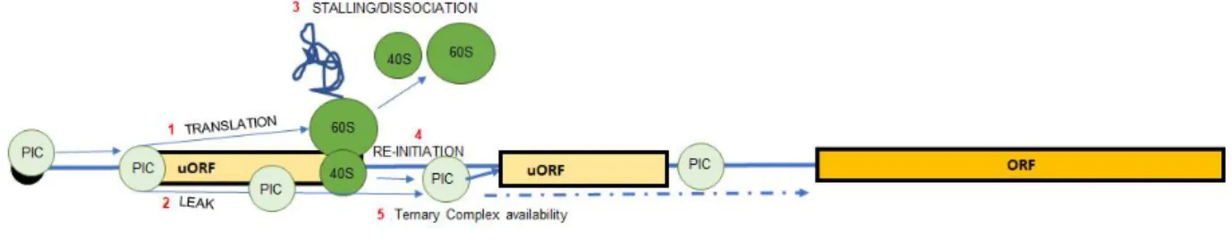 Figure 9. Possible mechanisms of regulation by uORFs 